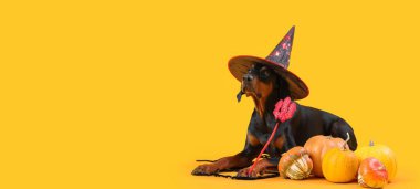 Cadı şapkalı Dobermann ve sarı arkaplanlı Cadılar Bayramı balkabakları.