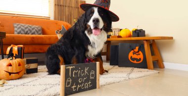 Cadılar Bayramı süslemeleri, hediye kutuları ve karatahtayla evde oturan cadı şapkalı şirin Bernese dağ köpeği.