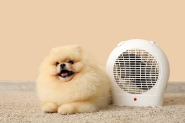 Bej duvarın yanında elektrikli vantilatör ısıtıcısı olan şirin Pomeranya salyası.