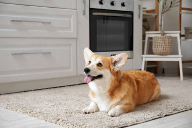 Şirin, mutlu Corgi köpeği evde yerde yatıyor.
