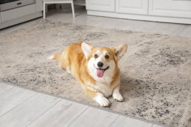 Şirin, mutlu Corgi köpeği evde yerde yatıyor.