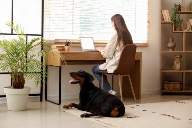 Tatlı Doberman köpeği ve evde dizüstü bilgisayarla çalışan güzel, genç ve mutlu bir kadın.