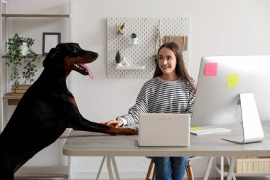 Sevimli Doberman köpeği ve evde bilgisayarla çalışan genç ve güzel bir kadın.