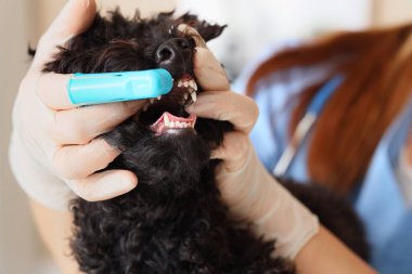 Klinikte oyuncak kaniş köpeğinin dişlerini fırçalayan kadın veteriner.