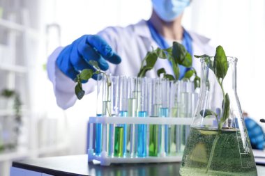 Laboratuvarda bitki örnekleriyle birlikte erkek tarım mühendisi, yakın plan.