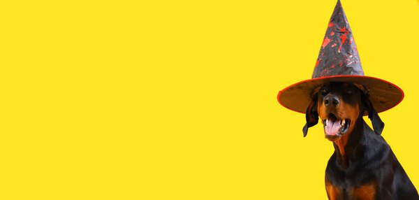 Dobermann in Halloween witch hat on yellow background with space for text
