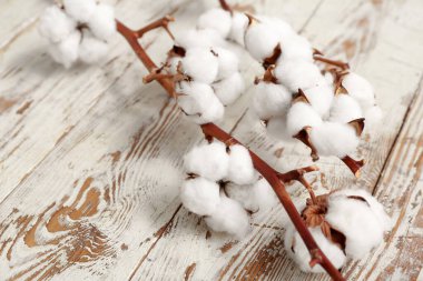 Hafif ahşap zemin üzerinde güzel pamuk dallar, yakın plan