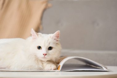 Evde, masasında dergisi olan sevimli beyaz kedi, yakın plan.