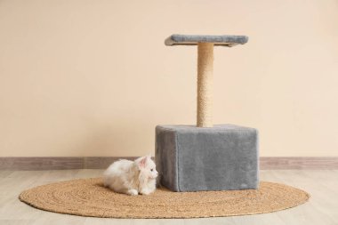 Sevimli beyaz kedi bej duvarın yanındaki halıda yatıyordu.