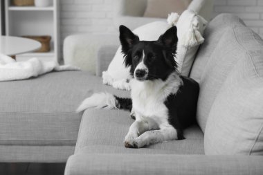 Sevimli Border Collie köpeği evdeki kanepede yatıyor.