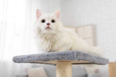 Evdeki tırmalama direğindeki sevimli beyaz kedi, yakın plan.