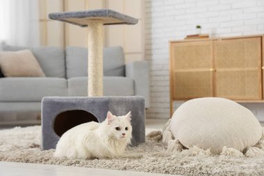 Evdeki tırmalama direğinin yanında yatan sevimli beyaz kedi.