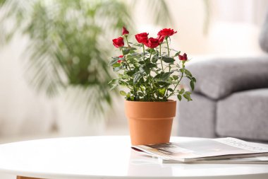 Çaydanlıktaki güzel kırmızı gül ve oturma odasındaki sehpanın üzerindeki dergi. Yakın çekim.