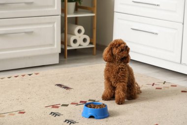 Mutfakta elinde bir kase yiyecekle sevimli oyuncak kaniş köpeği.