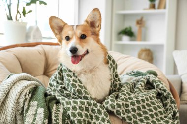 Evdeki koltukta ekoseli şirin Corgi köpeği.