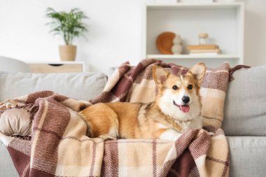 Evdeki kanepede ekose kumaşlı şirin Corgi köpeği.