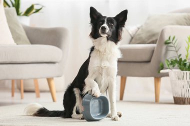Evde boş yemek kasesi olan Sınır Köpeği Collie