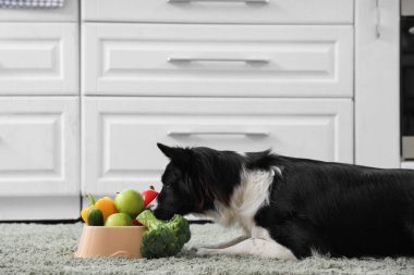 Border Collie köpeği ve yemek kasesi. Mutfakta halıda sebzeler var.