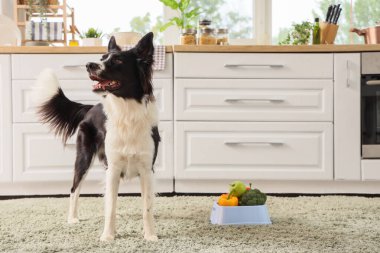 Border Collie köpeği ve sağlıklı yiyeceklerle beslenme kabı.