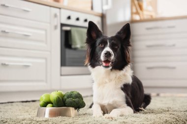 Border Collie köpeği ve yemek kasesi. Mutfakta halıda sebzeler var.