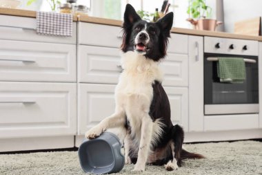 Mutfaktaki halıda boş yemek kasesi olan Collie köpeği.