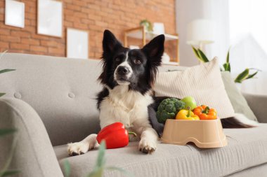 Evde kanepede uzanmış besin kasesi ve sebzeli Border Collie köpeği.