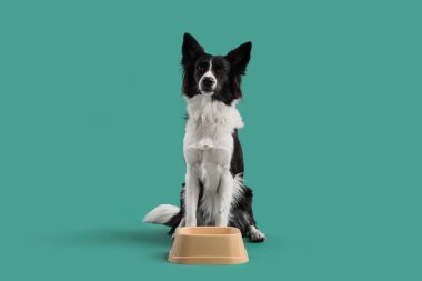 Yeşil arka planda beslenme kabı olan Sınır Köpeği Collie