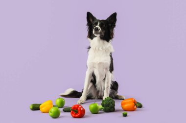 Leylak arka planında sağlıklı yiyeceği olan Sınır Collie köpeği.