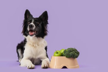 Leylak arka planda duran sağlıklı yiyeceklerle beslenen Collie köpeği.