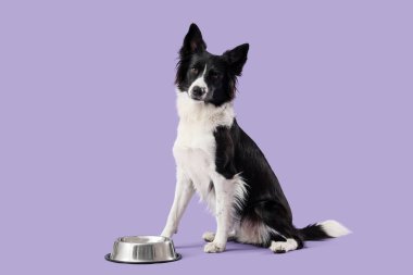 Leylak arka planında beslenme kabı olan Sınır Köpeği Collie