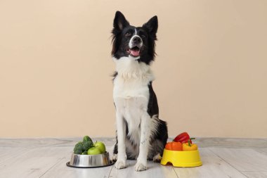 Bej duvarın yanındaki kaselerde sağlıklı yiyecekler bulunan Sınır Köpeği Collie.