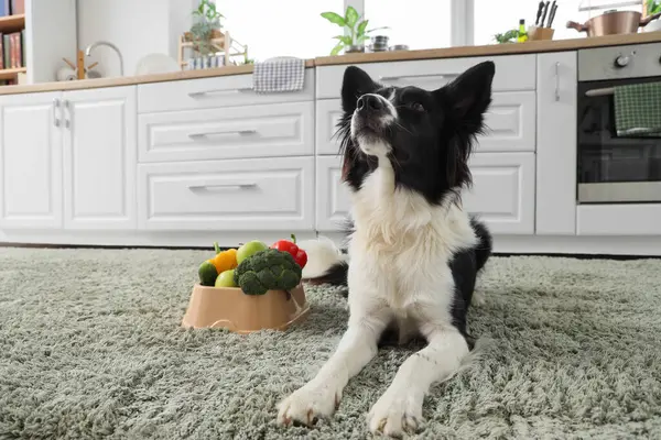 Border Collie köpeği ve yemek kasesi. Mutfakta halıda sebzeler var.