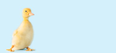 Renkli ördek yavrusu.