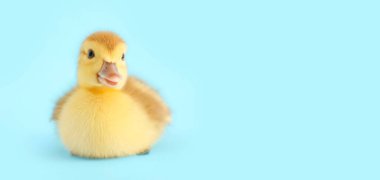 mavi arka plan üzerinde sevimli ördek yavrusu