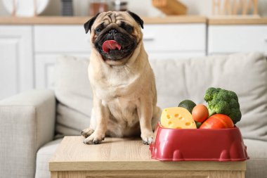 Şirin bir köpek ve A vitamini dolu bir yemek kasesi.