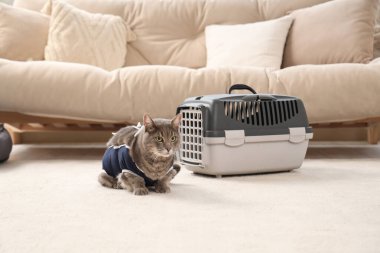 Evde evcil hayvan arabasının yanında kısırlaştırma sonrası giysi içinde sevimli bir kedi yatıyor.