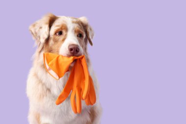 Leylak kaplamalı lastik eldivenli şirin Avustralya çoban köpeği.