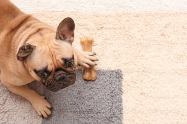 Halıda atıştırmalık Fransız bulldog, üst manzara.