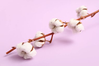 Pembe arka planda pamuk çiçekli dal