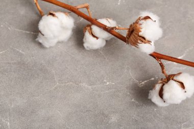 Grunge arka planında güzel pamuk dalı