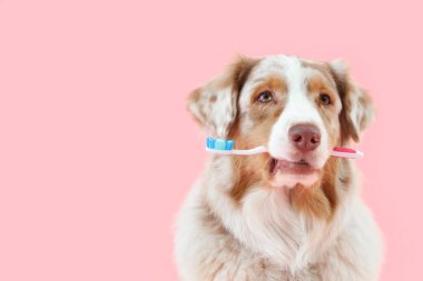 Ağzında pembe bir diş fırçası olan sevimli bir köpek.