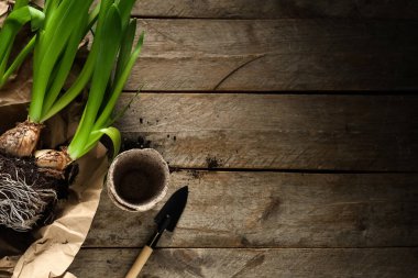 Sümbül bitkileriyle parşömen kağıdı, turba kapları ve tahta arka planda kürek.