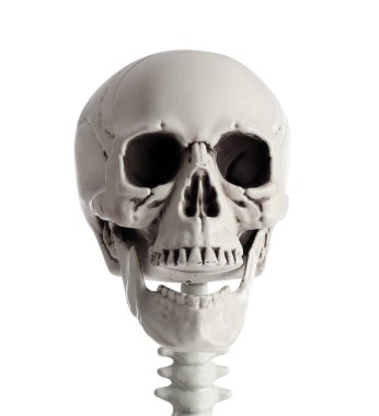 Beyaz arka planda izole edilmiş korkunç insan iskeletinin kafatası.