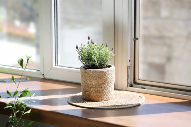 Evdeki pencere eşiğinde lavanta çiçekleri olan mat ve çömlek.