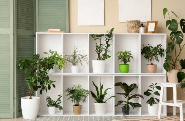 Raflama ünitesi, katlanan ekran ve odanın iç tarafındaki bej duvarın yanındaki ev bitkileri, yakın plan.