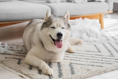 Yastığı yırtılmış, halıya uzanmış yaramaz bir köpek.