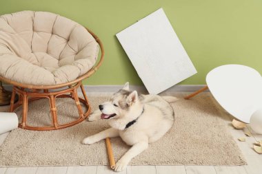 Pis oturma odasında masa bacağı halının üzerinde yatan yaramaz köpek.