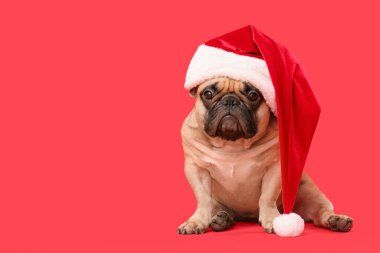 Kırmızı arka planda Noel Baba şapkalı sevimli Fransız bulldog 'u. Noel kutlaması
