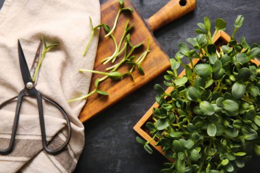 Koyu arkaplanda taze mikro yeşil lahanaları, makasları ve peçeteleri olan kompozisyon