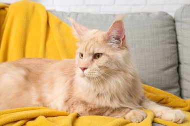 Oturma odasındaki kanepede yatan sevimli Maine Rakunu kedisi.